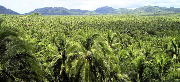 coconut-garden