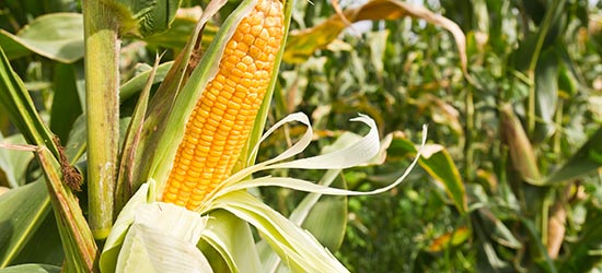 Maize_Field_Corn_550x250