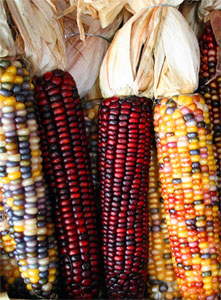 maize1