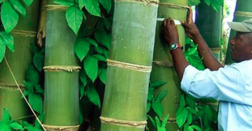 Plantations-International-Bamboo